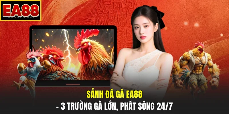 Sảnh đá gà EA88 – 3 trường gà lớn, phát sóng 24/7